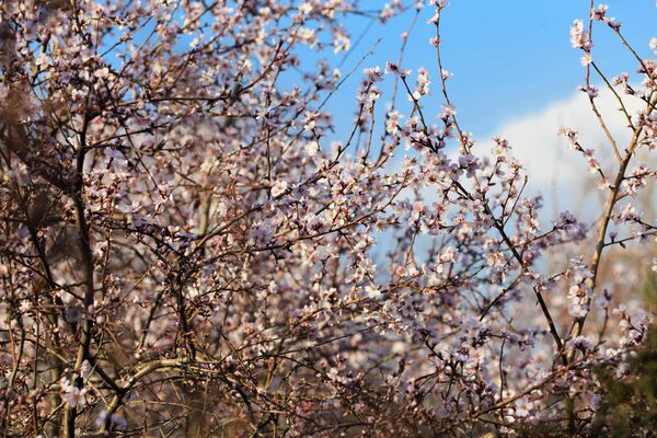 К началу марта весь Душанбе окрасится в розовый цвет. - Sputnik Таджикистан