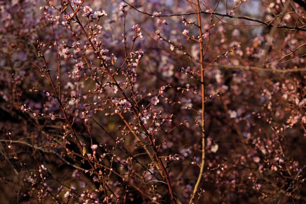 Цветы миндаля появляются на дереве раньше листьев. - Sputnik Таджикистан