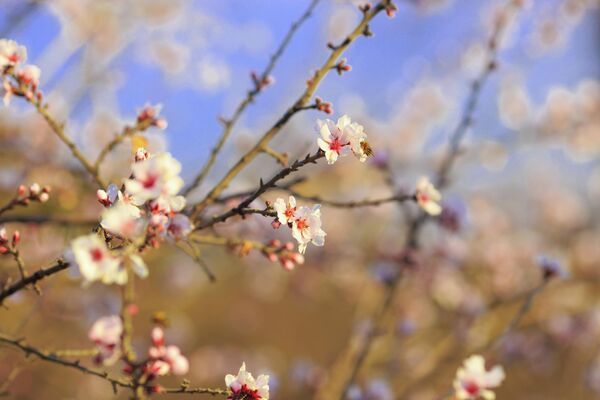 Уже в феврале Душанбе усыпан белоснежными цветами. - Sputnik Таджикистан