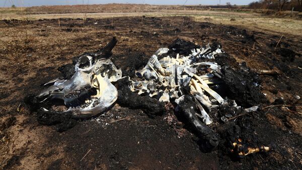 Останки домашнего скота на земле после лесного пожара в провинции Корриентес, Аргентина - Sputnik Тоҷикистон