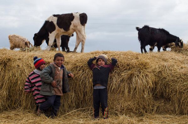 Дети-бедуины играют рядом с пасущимися овцами и коровами. - Sputnik Таджикистан