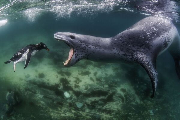 Снимок морского леопарда американского фотографа Амоса Нахума победил в конкурсе World Nature Photography Awards 2021. - Sputnik Таджикистан