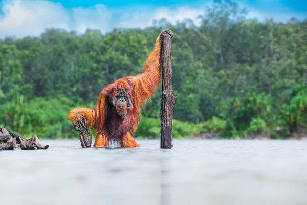 Снимок борнейского орангутанга канадского, сделанный фотографом Томасом Виджаяном, занял первое место в категории &quot;Животные в их среде обитания&quot;. - Sputnik Таджикистан