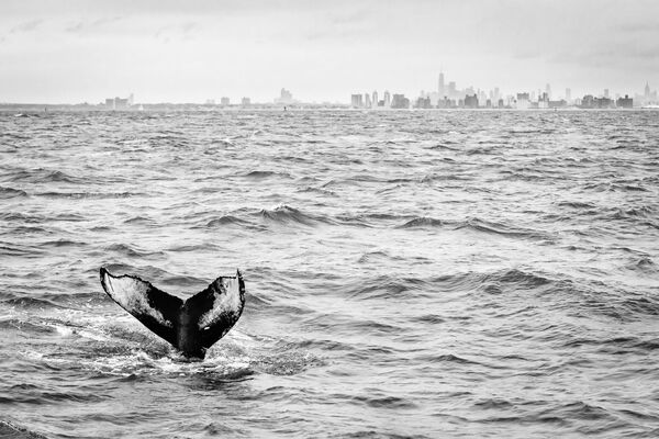 Снимок кита американского фотографа Маттейса Нома, занявший первое место в категории &quot;Дикая природа&quot;. - Sputnik Таджикистан