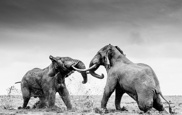 Снимок двух борющихся слонов британского фотографа Уильяма Фортескью. - Sputnik Таджикистан