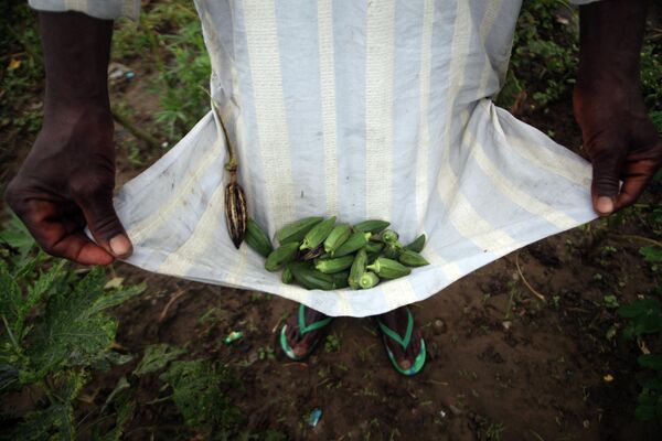 Фермер собирает бамию в Нигерии. - Sputnik Таджикистан
