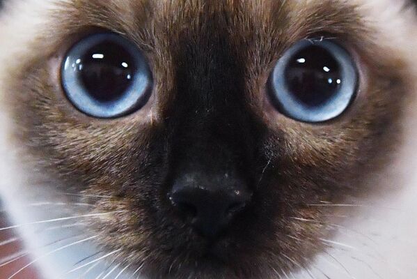 Голубоглазая тайская кошка смотрит в объектив фотографа. - Sputnik Таджикистан