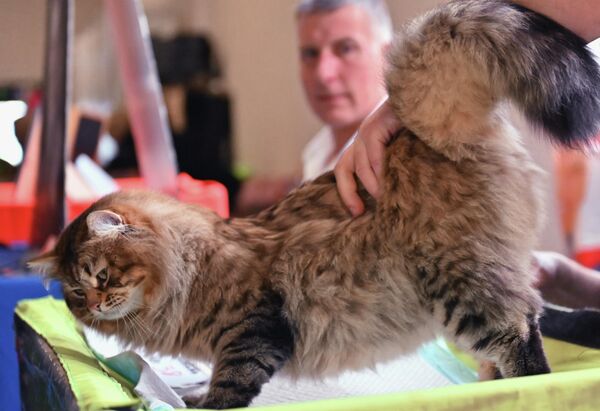 Пушистая сибирская кошка любит, когда на нее обращают внимание. - Sputnik Таджикистан