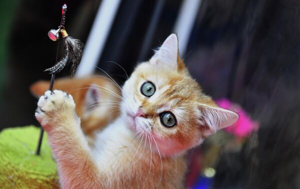 Рыжеватый котенок британской породы играет на выставке. - Sputnik Таджикистан
