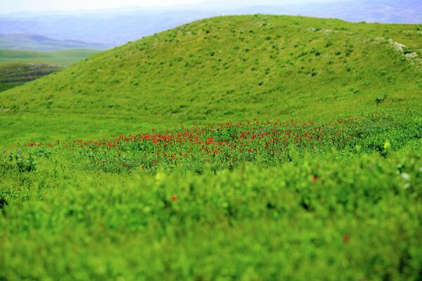 Яркие нивы маковых полей расстилаются по равнинам и долинам горного Таджикистана. - Sputnik Таджикистан