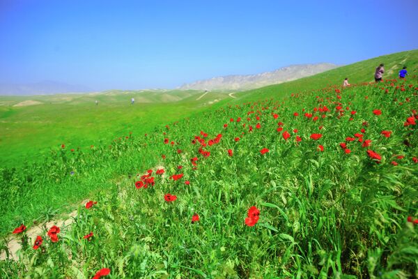 Маковый цветок в персидской культуре считается символом радости и вечной любви. - Sputnik Таджикистан