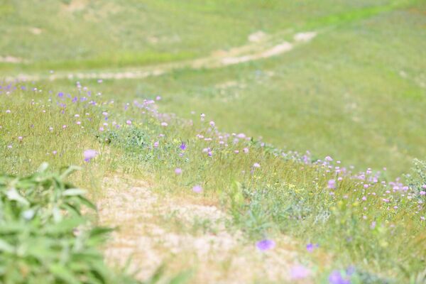 Маку полевому часто аккомпанирует цветок поменьше - сорняк, который называют маком песчаным или аргемоновым. - Sputnik Таджикистан