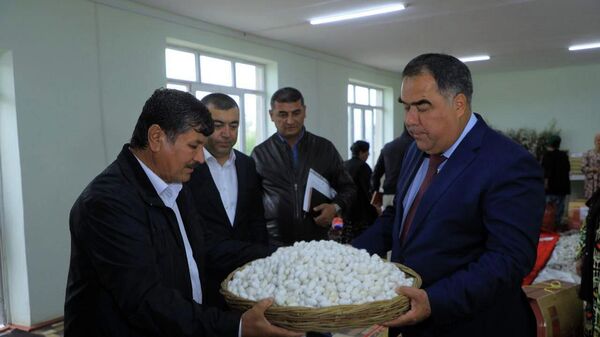 Производство шелка и кокона в Согдийской области - Sputnik Таджикистан