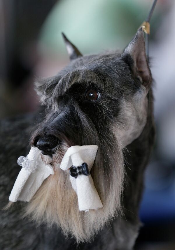 Шнауцер носит кусочки бумажного полотенца во время стрижки на выставке Вестминстерского клуба собаководства в Нью-Йорке. - Sputnik Таджикистан
