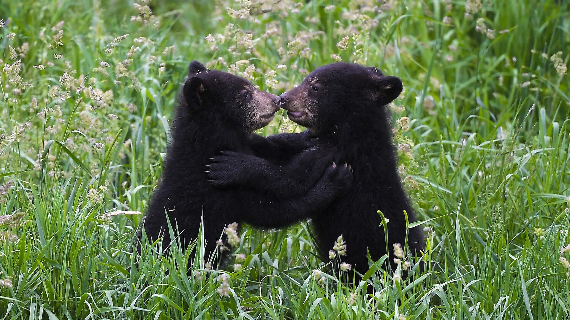 Две черные медведицы играют во время своей первой прогулки в зоопарке Сент-Круа на Родосе, восточная Франция - Sputnik Тоҷикистон, 1920, 15.05.2023