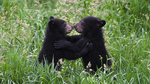Две черные медведицы играют во время своей первой прогулки в зоопарке Сент-Круа на Родосе, восточная Франция - Sputnik Тоҷикистон