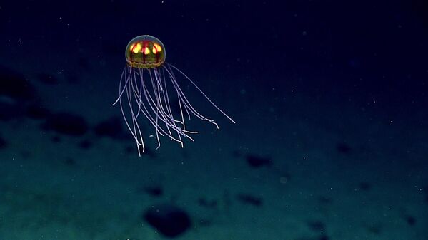 Плавное движение биолюминесцентной медузы во время глубоководного исследования морского национального памятника Марианской впадины в Тихом океане. - Sputnik Таджикистан