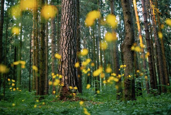 Вечерний лес с желтыми огнями множества маленьких светлячков. - Sputnik Таджикистан