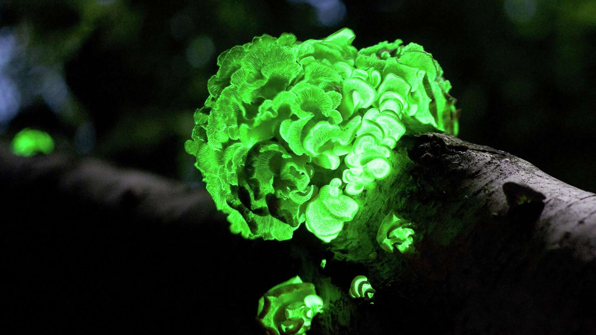 Фото живых организмов. Светящийся гриб Panellus stipticus.. Биолюминесцентные грибы. Светящиеся гриб Геншин г. Грибы которые светятся в темноте.
