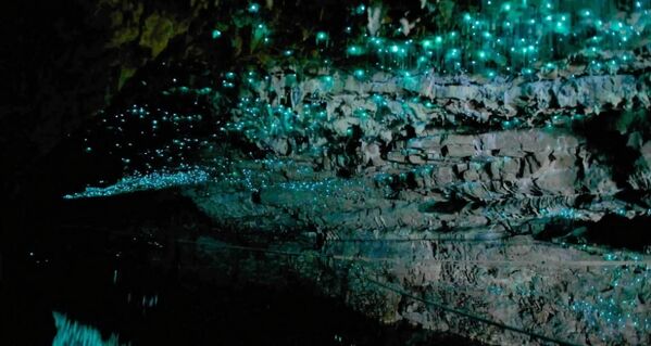 В Новой Зеландии есть даже целая пещера светлячков. - Sputnik Таджикистан