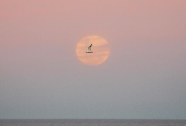 Чайка летит во время восхода полной луны в Монтевидео, Уругвай, 13 июля 2022 года. - Sputnik Таджикистан