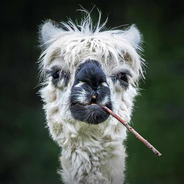 Эта альпака курит сигару? Снимок Smokin&#x27; Alpaca немецкого фотографа Stefan Brusius вывел своего автора в финал конкурса. - Sputnik Таджикистан