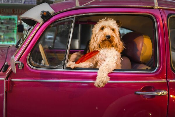 Chauffeur Dog - снимок турецкого фотографа Mehmet Aslan, сделанный в пробке. Поначалу автор фото подумал, что за рулем и впрямь сидит пес. - Sputnik Таджикистан