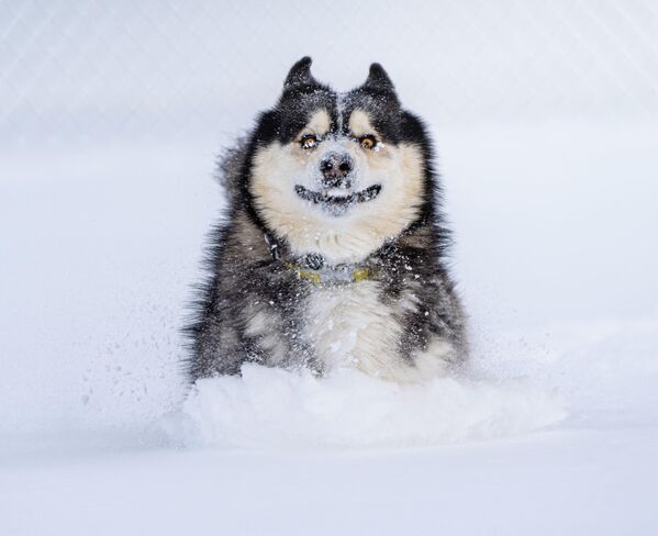 Marko Jovanovic из США заснял мгновения радости своего щенка, спасенного от  эвтаназии и впервые увидевшего снег - Dashing through the snow. - Sputnik Таджикистан