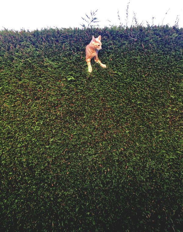 Jack the Cat stuck in the hedge - название фото говорит само за себя, то есть за застрявшую в живой изгороди кошку, спасенную талантливой хозяйкой из Британии Freya Sharpe. - Sputnik Таджикистан