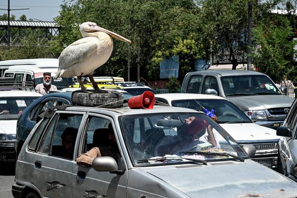 Домашнего пеликана поливают водой, пока он стоит на крыше автомобиля в пробке в Кабуле. - Sputnik Таджикистан