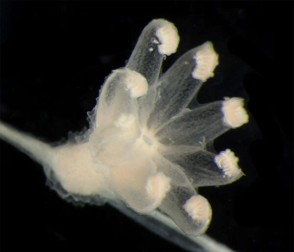 Новый вид Chrysogorgia или мягкий коралл.Для определения принадлежности существ к тому или иному виду используют анализ ДНК. - Sputnik Таджикистан