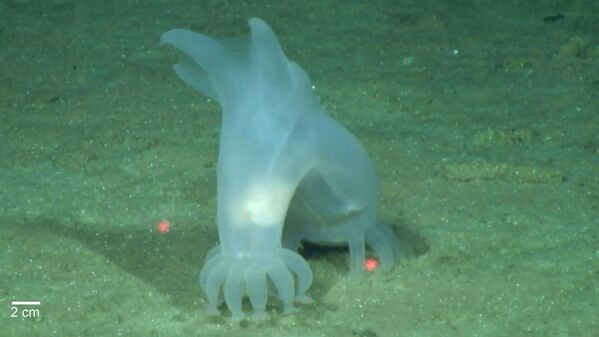 Peniagone vitrea - разновидность морского огурца. Около 36 существ обнаружили на глубине 4800 м. - Sputnik Таджикистан