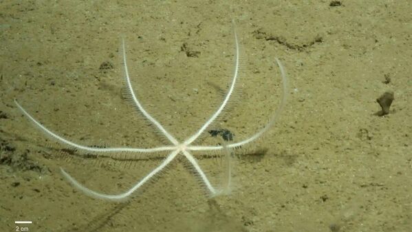 Freyastera tuberculata - глубоководная морская звезда.Еще 17 животных обитали на глубине от 3095 до 3562 м. - Sputnik Таджикистан