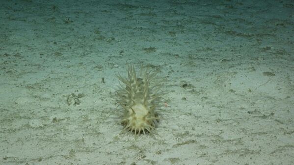 Колючее морское существо на дне океана.Ученым попалось неожиданно много крупных животных. - Sputnik Таджикистан