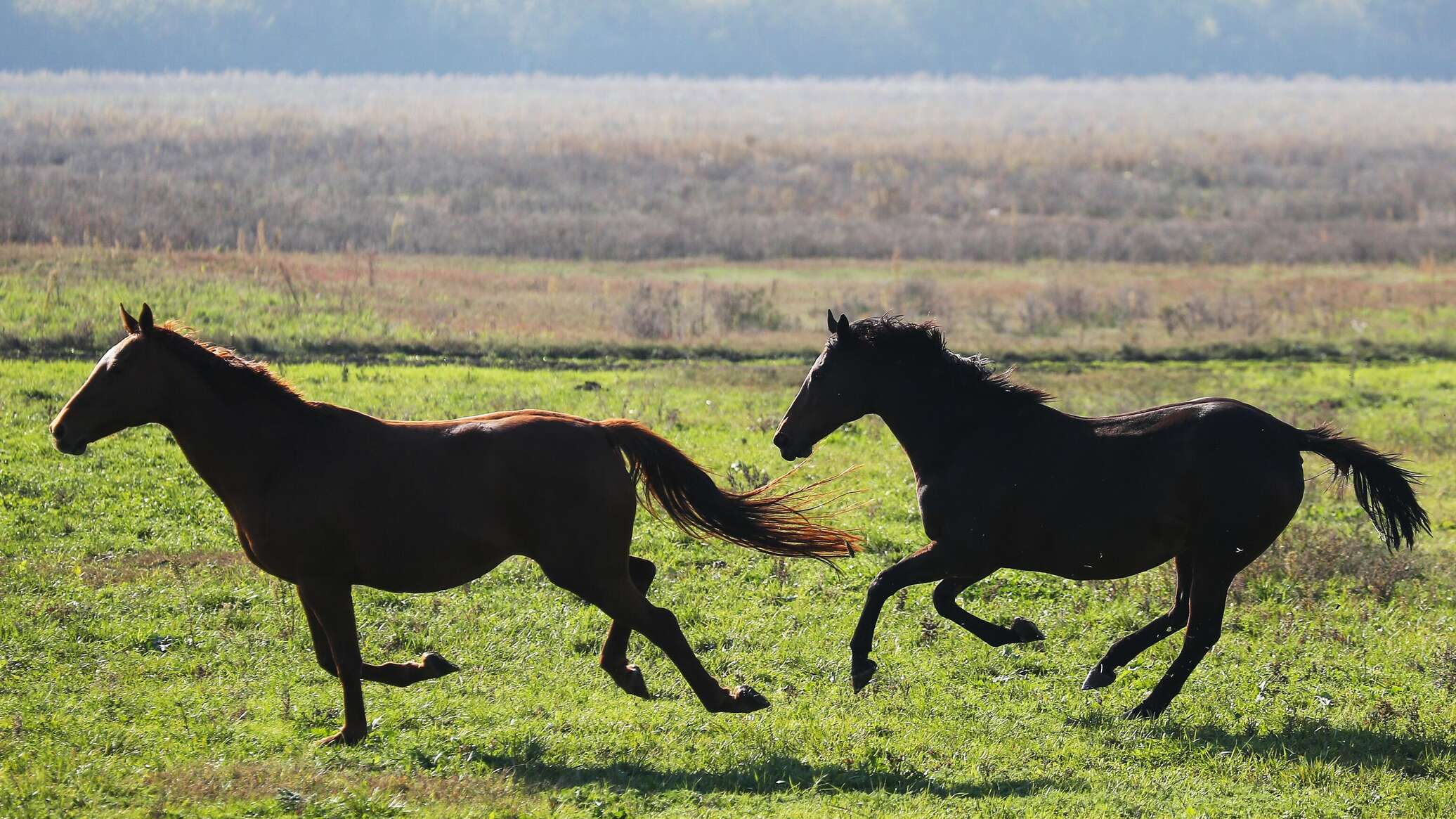 Коневодство в россии алтай. Ставропольский край кони. Край лошадей. Животные борзинского района. Лошади в таджикистане.