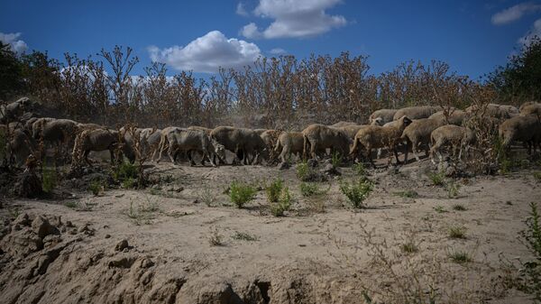 Стадо овец прогуливается по высохшему берегу притока Дуная на юге Румынии - Sputnik Таджикистан