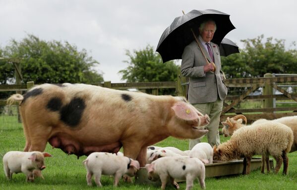 Принц Чарльз во время посещения Котсуолдского фермерского парка в Гайтинг-Пауэр близ Челтнема, Англия, 1 июля 2020 года. - Sputnik Таджикистан