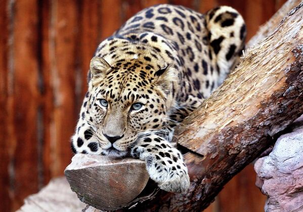 В настоящее время дальневосточный леопард находится на грани вымирания. Это самый редкий из подвидов леопарда и самая редкая из всех больших кошек планеты. По данным 2022 года, в дикой природе в России сохранилась 121 особь на территории национального парка. - Sputnik Таджикистан