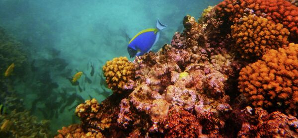 Кораллы и рыбы в акватории острова Ла Диг  на Сейшельских островах. - Sputnik Таджикистан