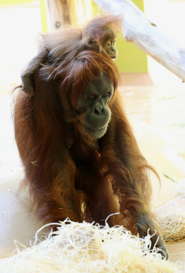 Суматранский орангутан. Это один из самых редких приматов планеты. В природе их можно встретить только на Суматре - крупном индонезийском острове.  - Sputnik Таджикистан