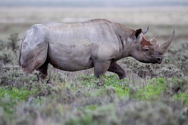 Черный носорог - один из видов африканских носорогов, который с конца 2013 года официально объявлен вымершим. - Sputnik Таджикистан