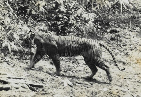 Фотография живого яванского тигра 1938 года, сделанная в Национальном парке Уджунг-Куло в Индонезии. - Sputnik Таджикистан