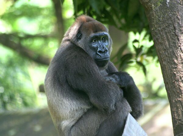 Западная речная горилла, распространена на границе между Камеруном и Нигерией. Численность популяции - около 280 особей. - Sputnik Таджикистан