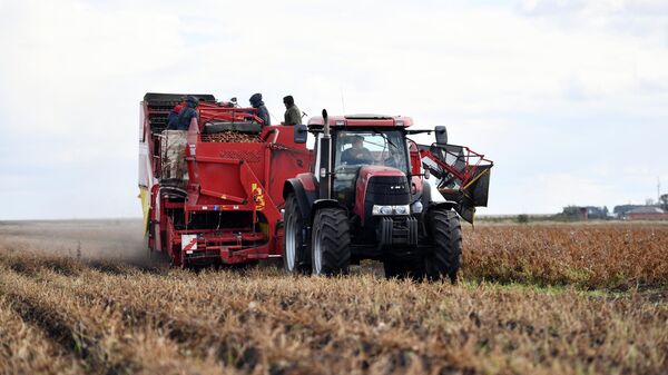 Уборка овощей 
 - Sputnik Таджикистан