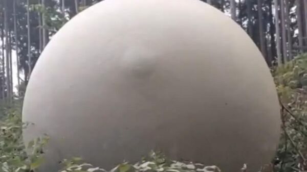 Видео с гигантскими белыми шарами, найденными в сочинском лесу - Sputnik Таджикистан