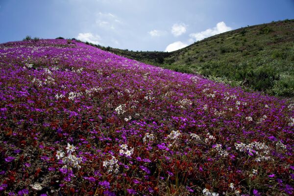 Цветы в чилийской пустыне Атакама. - Sputnik Таджикистан
