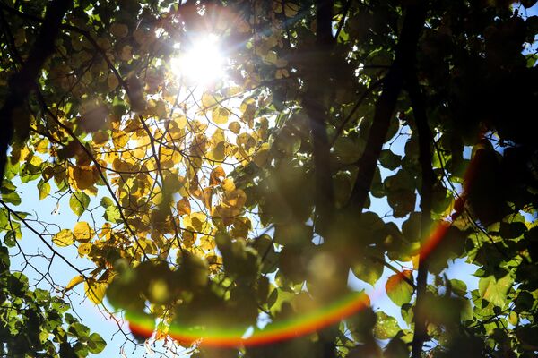 Осенняя листва в лондонском парке Сент-Джеймс. - Sputnik Таджикистан