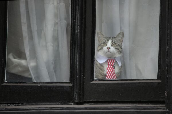 Кот по кличке Джеймс в ошейнике и галстуке выглядывает из окна посольства Эквадора в Лондоне, 14 ноября 2016 года. - Sputnik Таджикистан