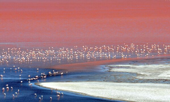 Нередко стаи фламинго можно встретить в подобным водоемах, а также на водах розовых озер, где они спокойно проводят день в поисках еды. - Sputnik Таджикистан