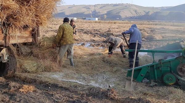 Сбор урожая риса в согдийской области - Sputnik Таджикистан